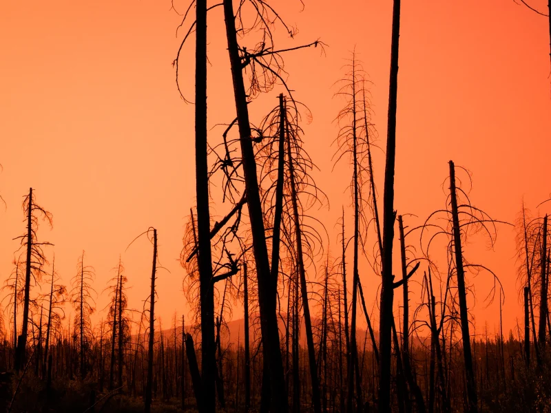 forest-fire-damage-2021-12-09-14-40-23-utc copy